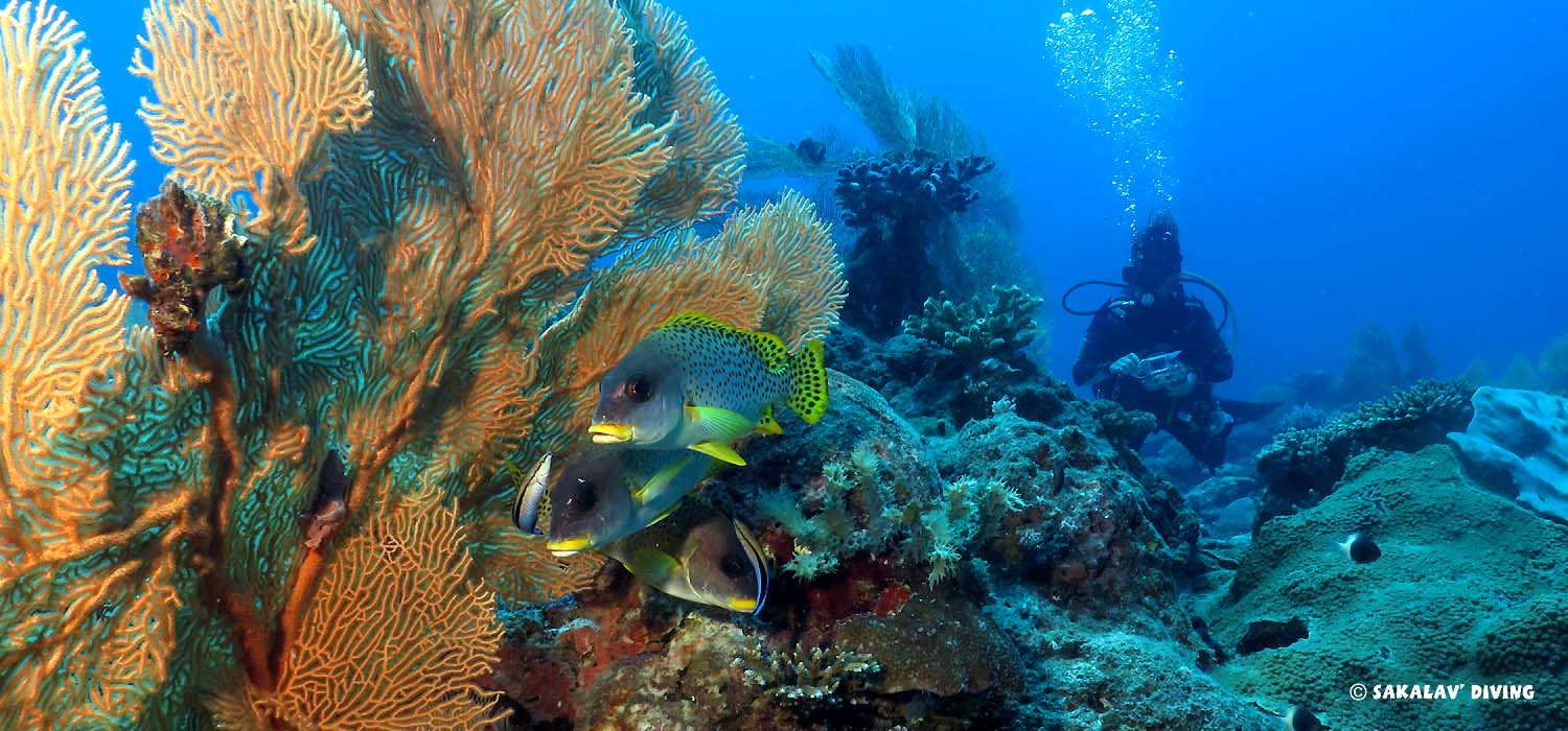 Plongée sur les récifs à Nosy Be